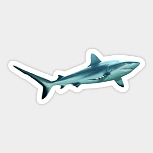 Reefshark | Big High-Light | Sticker